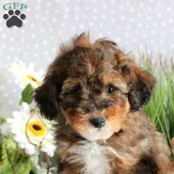 Violet/Mini Bernedoodle									Puppy/Female	/July 20th, 2024,Meet your new BFF, Violet! This endearing Mini Bernedoodle puppy is vet checked & up to date on shots & wormer, plus comes with a health guarantee provided by the breeder. Violet is super sweet & well socialized! If you would like more information on this peppy pup, please contact Gideon Stoltzfus today!