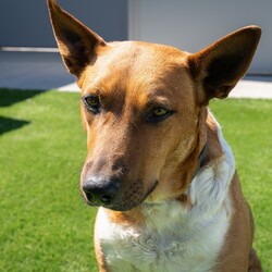 Indie/Australian Kelpie / Australian Cattle Dog/Female/3 Years 7 Months,Hi there, I’m Indie, a 3 year old Kelpie cross gal with a lot of love to give! I’m a sweet girl who thrives on human companionship, but I need a bit of patience while I adjust to a new home. I can get a bit worried about loud and unpredictable noises so a home with kids over 6 would be ideal. I enjoy pats, but I might move away if I’m feeling uncomfortable. I’m also not a fan of apartment living as my high energy needs and need for mental stimulation mean I’d do best with indoor and outdoor access in a more spacious environment. I hope you understand! I would thrive off a household with some routine as I adjust to my new home as this would help me settle into a new environment quicker! As a working breed, I have plenty of energy and need regular mental and physical stimulation to stay happy and healthy. Daily walks, playtime, and engaging activities will be perfect for me. I’m a loving girl who enjoys being around people, and with a bit of patience, I’ll be a wonderful and devoted companion. I also love playing with toys, so lots of toys would be right up my alley in my new home! If I sound like a pawfect companion for you, please come and meet me at the shelter! Lots of love, Indie xx -No children under 6 -Must meet all dogs  -Indoor/outdoor access no apartments -6ft colorbond fencing with secure footings -Someone home more often than not -Free vet consult