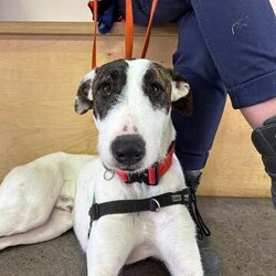 Adopt a dog:Harlo/Irish Wolfhound/Male/1 Year 2 Months,Hey there, my name is Harlo, and I am a sweet young wolfhoundX that is now on the lookout for my very own family! I would love to have a home that allows me both indoor and outdoor access, I can still learn indoor spaces but am gaining confident each day, I would love to be able to snuggle up on the couch with you of a night and have a nice secure backyard for me to spend the day playing and basking in the sun. I will need to meet all family prior to coming home, I can be a bit shy of new people but with some time and patience I warm up and love to play with you. Older children would be better so they can give me some time to settle in and adjust prior to asking too much of me, plus I am a larger boy who doesn't understand the power of my tail at times. I have meet some dogs here at the shelter and I am currently too overwhelmed to meet them appropriately, due to this I will need to be the only dog in the home. Working on my sociability is something we can do once I decompress form shelter life, we will just have to do it slowly and with known social dogs. Due to my breed, I find smaller animals very interesting and want to chase them, I will need to go to a home without smaller animals such as cats. chickens and rabbits. Requirements: -Must meet all family – No children under 12 -Only animal -Outdoor access If you think I could be the handsome man for you and your family, please head into the shelter today to say hi to me and have a play!! Love Harlo