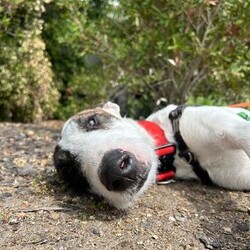 Adopt a dog:Harlo/Irish Wolfhound/Male/1 Year 2 Months,Hey there, my name is Harlo, and I am a sweet young wolfhoundX that is now on the lookout for my very own family! I would love to have a home that allows me both indoor and outdoor access, I can still learn indoor spaces but am gaining confident each day, I would love to be able to snuggle up on the couch with you of a night and have a nice secure backyard for me to spend the day playing and basking in the sun. I will need to meet all family prior to coming home, I can be a bit shy of new people but with some time and patience I warm up and love to play with you. Older children would be better so they can give me some time to settle in and adjust prior to asking too much of me, plus I am a larger boy who doesn't understand the power of my tail at times. I have meet some dogs here at the shelter and I am currently too overwhelmed to meet them appropriately, due to this I will need to be the only dog in the home. Working on my sociability is something we can do once I decompress form shelter life, we will just have to do it slowly and with known social dogs. Due to my breed, I find smaller animals very interesting and want to chase them, I will need to go to a home without smaller animals such as cats. chickens and rabbits. Requirements: -Must meet all family – No children under 12 -Only animal -Outdoor access If you think I could be the handsome man for you and your family, please head into the shelter today to say hi to me and have a play!! Love Harlo