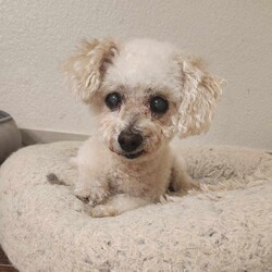 Mandy Moore/Miniature Poodle/Female/Senior