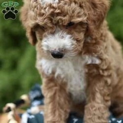 Courdoroy/Mini Goldendoodle									Puppy/Male	/7 Weeks,Looking for a new cuddly companion?Our Mini Goldendoodle Babys ate the perfect choice!These sweet lil pups are full of Love and ready to bring Joy to your life.Don’t wait,come meet the today!