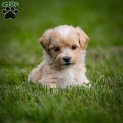 Clyde/Maltipoo									Puppy/Male	/July 17th, 2024,Clyde is a delightful male Maltipoo puppy with a tan and white coat, looking for his forever home! As a mix between a Maltese and a Toy Poodle, Clyde combines the best of both breeds – a charming personality, known for being affectionate, intelligent, and playful, along with a non-shedding, hypoallergenic coat. Maltipoos are excellent companions, making them perfect for families, singles, or seniors alike.