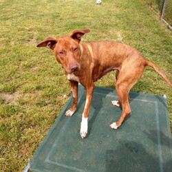 Adopt a dog:Tiana/Staffordshire Bull Terrier / Australian Kelpie/Female/2 Years 1 Month,Hi my name is Tiana and it is so nice to meet you and introduce myself!! I am a sweet lady on the lookout for my very own family to explore the world with. I am the type of girl that would be up to adventures with my new family, things like hiking, beaches or camping are right up my ally and I would love to experience them with you. I will need slightly older kids in the home as loud noises and sudden movements can cause me to startle but in a known place with people I trust I settle well. I would love to have indoor and outdoor access in the home, so that I can have the best of both worlds and come and find my humans for a snug any time I feel the need. I have meet some dogs here at the shelter and haven't minded their company, if you have another doggy at home make sure to bring them to so we can make sure that we are the perfect fit. Requirements: If you think I could be the girl for you, head into the shelter today and ask to meet me!! Love and kisses, Tiana