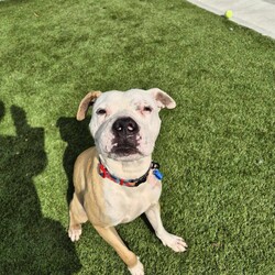 Adopt a dog:Pumba/Staffordshire Bull Terrier/Male/2 Years 1 Month,Hi there! My name is Pumba, and I’m looking for a special place to call home. I’m a lovable pup with a big heart, and I’m ready to share it with someone who understands me. I’m a sweet and affectionate dog who adores cuddles and pats. When I’m with people, I’m at my happiest, and I’ll make sure you know just how much I appreciate your attention with lots of tail wags and gentle nudges. However, I have a bit of a unique personality that might not be for everyone. I need to be the only dog in my new home. I’ve found that I’m not too fond of sharing my space with other dogs, and I prefer to be the center of attention. Because of this, I’ll need an experienced owner who can recognize when I’m feeling uncomfortable and can help me navigate those feelings with care and patience. I would love to meet any children who I will be sharing my space with! I am a gentle boy who hasn't had experience around children and would like to make sure we are all comfortable with each other before I come home with you! I’m looking for someone who understands that I may need a bit of extra support to feel secure and loved. If you’re someone who can provide a calm and nurturing environment where I can be myself, then I’m sure we’ll get along great. In return, you’ll get a loyal and loving companion who is eager to be your best friend and cuddle buddy. If you think you’re the right match for me, I can’t wait to meet you and start our new adventure together! If you feel like we could be a perfect match, please come and meet me at the Sydney shelter! OR please fill out an expression of interest form  . Can't wait to meet you and find my forever home!! Lots of love, Pumba xxx