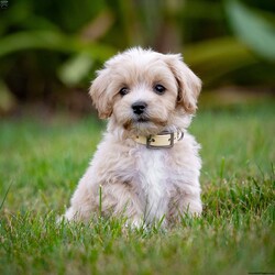 Clyde/Maltipoo									Puppy/Male	/July 17th, 2024