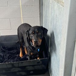 Adopt a dog:Magenta/Rottweiler/Female/5 Years 6 Months,Hi there! I’m Magenta, a 5 year old Rottweiler with a heart full of love just waiting for the right person to share it with. I’m looking for an experienced owner who understands that I’m a bit of a nervous Nellie. When I first arrived at the shelter, I was quite nervous, and even though I’ve made progress, I still get a bit anxious sometimes. But don’t worry, I’m not as timid as I used to be! I’m super food motivated, which is great news because it means I’m a quick learner when treats are involved. My ideal home is one where things are calm and quiet. I’m not a fan of loud noises or a lot of commotion. I need a peaceful environment to feel safe and relaxed. When you meet me, it’s important that everyone in the household gets to know me. I’m a little wary of new people at first, especially if they’re unfamiliar, so it’s best if all the members of the family come to meet me before we head home together. This includes any kids in the house. I’d do best with children who are at least 12 years old and can understand that I need my space and gentle interactions. While I don’t show a lot of interest in other dogs, I am comfortable around them. I might be able to live with another calm dog if they’re okay with just co-existing and not trying to be my best friend right away. I might be nervous, but once I get to know you, you’ll see just how sweet and loving I can be. I need someone who’s willing to take things slowly and create a safe haven for me, maybe a cozy crate or a quiet corner where I can retreat when I need to. With patience, understanding, and lots of TLC, I promise I’ll show you just how amazing life can be with me by your side. If you think you can offer me the kind of home I’m looking for, I’d love to meet you and see if we’re a match. Please fill out an expression of interest form  . Thanks for considering giving a shy girl like me a chance! Lots of love, Magenta xx -Experienced owner -Must meet all family -Quiet/calm household -No children under 12 -Must meet all dogs -Indoor/outdoor access -Free vet consult