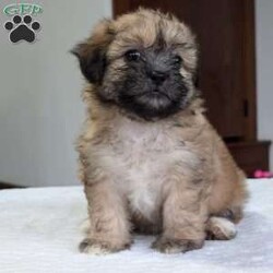 Kayla/Teddy Bear									Puppy/Female	/6 Weeks,Hello everyone! Meet our precious little gal, Miss kayla. She is a beautiful teddy bear puppy with a beautiful coat of soft wavy hair! Her mom is a Bichon and dad is a Shihtzu. Kayla will be between 10 and 15lbs fully grown. And she has very minimal shedding. She has a very sweet temperament, is playful and does super well around kids! She is very cuddly and loves giving kisses as well! She will be available to her new home on Oct 10th. She is a very happy and healthy little one!