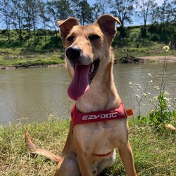 Matey/Australian Kelpie/Male/1 Year 5 Months