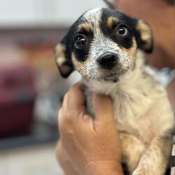 Adopt a dog:Mia/Jack Russell Terrier/Female/Baby,Meet Mia, the cutest little tomboy you'll ever meet! With her striking tricolor fur and a personality as bright as her looks, she's the ultimate fun-loving spirit. At just 3 months old, Mia is already showing off her smarts, playful energy, and adventurous heart. Don't be fooled by her age-she's convinced she's all grown up and ready to take on the world! Whether it's chasing toys, splashing in water, or exploring new places, Mia's zest for life is infectious, making her the perfect partner for any adventure.

Mia absolutely adores playing with other dogs and can often be found rolling around in the grass, having the time of her life. She's always up for a good romp and would love a home where she can let her playful energy shine. With her love of water and boundless curiosity, Mia is ready to bring joy and excitement to her forever family. If you're looking for a smart, fun-loving pup who's full of personality, Mia is eager to be your loyal companion on all of life's adventures!