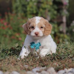 Reed/Cockapoo									Puppy/Male	/7 Weeks,Meet our handsome cockapoo puppy named Reed! He is a delightful boy that is filled with charm and intelligence, he has already stolen our hearts with his playful personality and affectionate nature. He has a beautiful, soft coat that’s perfect for cuddling, and his expressive eyes are full of curiosity and mischief. Whether he’s bouncing around in the backyard, playing with his favorite toys or snuggling up for a nap, this little one is just a ray of sunshine:) He would be the perfect addition to any loving home!