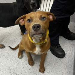 Adopt a dog:Sherbet/American Staffordshire Terrier/Male/7 Months,Hi there! I’m Sherbet, a lively 5-month-old tan Staffordshire Bull Terrier with a lot of love to give and a lot of learning to do. Let me tell you a bit about myself! I’m still a bit nervous about new things and can get pretty excited when I’m playing or meeting new people and dogs. That means I’m working hard on my training to help me feel more comfortable and less jumpy. My humans are teaching me how to walk nicely on a lead, and I’m getting better at it every day. I’m a quick learner, but I could really use someone who’s experienced with dogs like me to help me keep making progress. I’m great with other dogs, and I love to meet them, so having a furry friend around would be awesome. I'm learning to be calm around them though so I will need an appropriate friend if going home with another doggo. I’m a little bit too jumpy and mouthy for young kids, so I’d do best in a home with older children who are confident around dogs or who know how to handle a playful pup like me. I might get a bit too excited during playtime, and if that happens, I might jump, but I always try to move away if I’m feeling overwhelmed. Overall, I’m a sweet, affectionate boy who just needs a little extra guidance and understanding. If you have experience with dogs and a patient, loving heart, I think we’d make a fantastic team. Let’s get to know each other and see if we’re a good match! If you're interested in giving Sherbert a loving home, please fill out an expression of interest form  . Lots of love, Sherbert xx