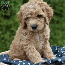 Simba/Mini Goldendoodle									Puppy/Male	/7 Weeks,Meet our adorable, playful apricot puppy boy who is looking for a new loving home! This little bundle of joy is the epitome of cuteness with his fluffy fur and charming personality. Simba loves to play and cuddle, making him the perfect companion for anyone looking to add some joy to their life. If you’re ready to open your heart and home to this sweet puppy,he will be sure to fill your days with love and laughter. Don’t miss out on the opportunity to welcome this adorable puppy into your family and experience the unconditional love that only a furry friend can fulfill!