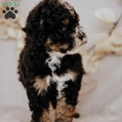 Becky/Mini Bernedoodle									Puppy/Female	/7 Weeks,Do you love Bernese Mountain dogs but struggle with the heavy shedding then take a look at this puppy. With their poodle hair but Bernese happy personality they are sure to please.