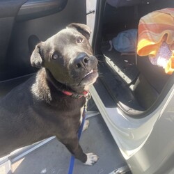 Xander/American Staffordshire Terrier / Australian Kelpie/Male/10 Months,Hello there! My name is Xander, and I'm a charming young man finally on the lookout for my forever home! Could this be with you? I am incredibly sweet and intelligent, which means I learn quickly. I am food motivated, which makes me easy to train. I already know how to sit and lay down and I love to figure out food puzzles such as kongs! I am looking for a family who is patient. Unfortunately I have spent most of my young life in the shelter so the transition from shelter to home might be a little bit tough for me. I would love a routine (doesn't everybody) such as play, eat, sleep as this will help me understand how things happen each day and create some predictability. I would also love people who can take it slow and let me get used to the home and my new family first before exposing me to any other new things. At the shelter I have access to the backyard in the office and I love it! When its sunny the staff put a little blanket out on the grass for me to lay on and I have a picnic – usually with a bulli stick or a pigs ear! Sometimes I like to run around with my fluffy chicken toy and do some zoomies and throw it up in the air like I just don't care. My ideal home would offer both indoor and outdoor access, giving me the chance to explore and play in a safe, secure area. This way, I can burn off my puppy energy while also having a cozy indoor space to relax. If you think you could be the perfect family for me, I can’t wait to meet you and start our adventure together! Please fill out an application at   or contact the shelter directly at 0477 064 192, or email us at barc@rspcansw.org.au. Requirements: