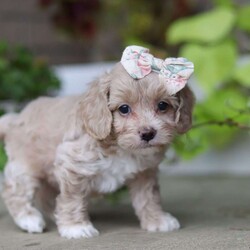 Stella/Cockapoo									Puppy/Female	/6 Weeks,Meet Stella, the most precious Cockapoo. She has a soft, wavy coat that’s perfect for cuddling. With her soft fur and those sweet, expressive eyes, She’ll be sure to turn heads and steal hearts wherever she goes. Cockapoos are known for their lively personalities, and she is no exception! She loves to play and is always up for a game of fetch, a fun walk in the park, or just exploring the world around her. Her energy and enthusiasm is contagious, making her a joy to have around. Thanks to her Poodle heritage, she is highly intelligent and quick to learn new tricks and commands. 