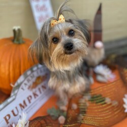 Daisy Mae/Yorkshire Terrier/Female/Young