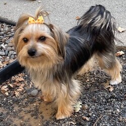 Adopt a dog:Daisy Mae/Yorkshire Terrier/Female/Young,PLEASE READ! THIS IS A COURTESTY POST, CONTACT DEBBIE AT 209-607-7464 OR EMAIL  deb0625@yahoo.com DAISY MAE IS BEING FOSTERED IN SONORA.

Meet Daisy Mae

She is a 1 1/2-year-old 8-pound Yorkie. She is sweet as can be but a little timid with quick movements due to being traumatized by a young child. She loves toys and loves to play with other friendly dogs. She loves being by her person. She is pee pad trained and doing so much better going potty outside with the others. NO CATS OR SMALL CHILDREN FOR DAISY MAE. 
An ideal home would be one that loves the Yorkie breed and has another small dog so Daisy Mae can have a playmate, but it’s not a deal breaker if you don’t. A home that is calm but the applicant is still an active person or an active family that will take her on outings to get her more comfortable with the world if that makes sense. Must have an established veterinarian and groomer. Daisy Mae is chipped and vaccinated and will be spayed on October 2nd. She is being fostered in Sonora. Serious inquiries only please. 
Text or email for an application to deb0625@yahoo.com or 209-607-7464
- [x] Screening 
- [x] Home check
- [x] Must have established veterinarian 
- [x] Must have established groomer
- [x] Must have secured fenced yard 
- [x] Adoption fee of $400 applie