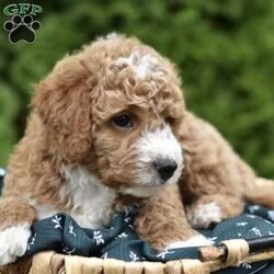 Courdoroy/Mini Goldendoodle									Puppy/Male	/7 Weeks,Looking for a new cuddly companion?Our Mini Goldendoodle Babys ate the perfect choice!These sweet lil pups are full of Love and ready to bring Joy to your life.Don’t wait,come meet the today!