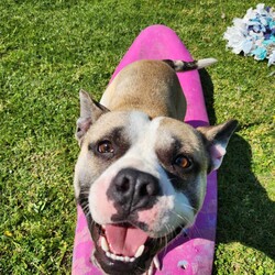 Adopt a dog:Milkshake/French Bulldog / Staffordshire Bull Terrier/Male/1 Year 9 Months,Hi there! I’m Milkshake, a playful and snuggly Bulbasaur x Squirtle hybrid monster… I mean, French Bulldog x Staffy mix. I am a full of life, energetic, affectionate little monster and special Pokémon trainer can handle me just right! I’d really like to be the only dog in my new home—sharing the spotlight with other pooches isn’t quite my style. I’m looking for someone experienced who gets that I need a bit of extra guidance when it comes to meeting other dogs and can help me feel comfortable. I am still learning how to tone down my energy level sometimes so little kids will get easily knocked over. Would prefer a home without these little creatures so I don't hurt them. I’m a bit of a homebody, loves to get whole lotta snuggles with you on the couch but also love to do some zoomies in my own backyard or potter around while you chill in the garden. No, no partying at the Dog Off-lead park! If you’re an experienced dog lover who can offer me the stability, loving environment I need, I’d be thrilled to meet you. Let’s create some wonderful memories together—after all, life’s better with a Milkshake by your side! If you think you could be my special Pokémon trainer, please enquire through this link   to talk to my current Trainers to arrange a Meet & Greet. Just say 