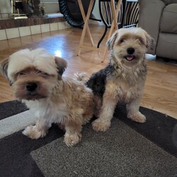 Adopt a dog:Coco & Leo/Morkie/Male/Adult,Leo (blonde) and Coco (w/black) are 4-year-old Morkies weighing 11 and 13 pounds. They are very sweet boys who are well-behaved, smart, and crate-trained. They love to play with each other, go on walks, and cuddle on their favorite human's lap or next to them on the sofa. They are looking for their furever home, ideally together, where they will get the love and attention they deserve.