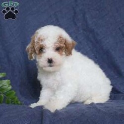 Jasmine/Toy Poodle									Puppy/Female	/August 5th, 2024,Meet Jasmine! This adorable Toy Poodle puppy is vet checked & up to date on shots & wormer. She is registered with the AKC, plus comes with a health guarantee provided by the breeder! Jasmine is socialized & currently being family raised with children! If you would like more information on this cutie, please contact Steven Fisher today!