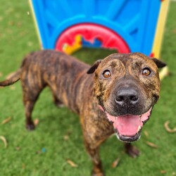 Buddy/Staffordshire Bull Terrier/Male/8 Years 3 Months,Hi there, my name is Buddy, I'm a sweet older man looking for my furever home. Will I become your best Buddy? I'm looking for a home where I can hang out with you and keep you company, whether that's at your desk, watching tv, or whatever it is that you like to do! My preference would be a house rather than an apartment because I can be a little unsettled when I hear noises, but please have a chat to our team if you are keen on me! While I am here I have been keeping the humans great company in their office, so they can tell you all about my sweet personality and talented couch potato abilities. Other dogs can make me a bit tense and unsure, so it'd be best for me to be the only dog in the household and avoid those busy places like dog parks and off lead beaches. But that means I get to spend even more time with you! I do enjoy the close company of people and I’m really good at making friends with teenagers and adults, but sometimes I use my mouth a little when trying to get your attention. Whoops! Because of this, I need to go to a home with children over 12. Older children will be able to help in my training at home where I can learn new skills and life experiences. I am currently in foster care looking for my forever home, so if you think i could be the one please click the link. Requirements: