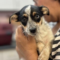 Adopt a dog:Mia/Jack Russell Terrier/Female/Baby,Meet Mia, the cutest little tomboy you'll ever meet! With her striking tricolor fur and a personality as bright as her looks, she's the ultimate fun-loving spirit. At just 3 months old, Mia is already showing off her smarts, playful energy, and adventurous heart. Don't be fooled by her age-she's convinced she's all grown up and ready to take on the world! Whether it's chasing toys, splashing in water, or exploring new places, Mia's zest for life is infectious, making her the perfect partner for any adventure.

Mia absolutely adores playing with other dogs and can often be found rolling around in the grass, having the time of her life. She's always up for a good romp and would love a home where she can let her playful energy shine. With her love of water and boundless curiosity, Mia is ready to bring joy and excitement to her forever family. If you're looking for a smart, fun-loving pup who's full of personality, Mia is eager to be your loyal companion on all of life's adventures!