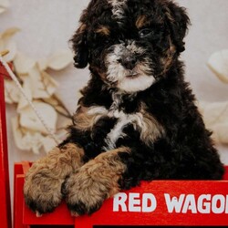 Becky/Mini Bernedoodle									Puppy/Female	/7 Weeks,Do you love Bernese Mountain dogs but struggle with the heavy shedding then take a look at this puppy. With their poodle hair but Bernese happy personality they are sure to please.