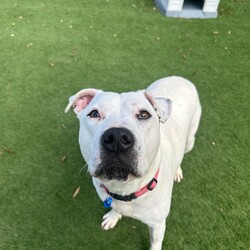 Adopt a dog:Snow/Staffordshire Bull Terrier/Female/5 Years,Hiya my name is Snow! Yes, how ironic that I'm white! I am a beautiful girl on the lookout for my furrever home, could that be with you (on your couch?) keep reading to find out! I am a sweet girl who would love a home where I can bask in the sun (but not too much because I might get sunburnt!) or snuggle up on the couch with you and keep you warm! I can become uncomfortable with lots of handling and would need a home with more mature humans who can understand this and work a little with my confidence! I would also love a home with no other doggies please! I don't particularly love sharing my space with other dogs so I would love to be an only doggo in the home please! I do get quite frustrated with dogs when they get too close to me so I would need an owner who understands when taking me on walks that I don't like going to dog parks or anywhere with lots of doggos around, I just don't enjoy their company. BUT I promise I can give you the love of a house full of puppies can!! I am just a precious gal who wants a home to call my own! If you feel like I could be your pawfect companion, please bring the whole family or whoever it is that lives with you! I want to meet everyone I get to sniff in the home so make sure everyone loves me as much as I will love them! Lots of licks, Snow xx Household restrictions: