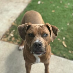 Adopt a dog:Sherbet/American Staffordshire Terrier/Male/7 Months,Hi there! I’m Sherbet, a lively 5-month-old tan Staffordshire Bull Terrier with a lot of love to give and a lot of learning to do. Let me tell you a bit about myself! I’m still a bit nervous about new things and can get pretty excited when I’m playing or meeting new people and dogs. That means I’m working hard on my training to help me feel more comfortable and less jumpy. My humans are teaching me how to walk nicely on a lead, and I’m getting better at it every day. I’m a quick learner, but I could really use someone who’s experienced with dogs like me to help me keep making progress. I’m great with other dogs, and I love to meet them, so having a furry friend around would be awesome. I'm learning to be calm around them though so I will need an appropriate friend if going home with another doggo. I’m a little bit too jumpy and mouthy for young kids, so I’d do best in a home with older children who are confident around dogs or who know how to handle a playful pup like me. I might get a bit too excited during playtime, and if that happens, I might jump, but I always try to move away if I’m feeling overwhelmed. Overall, I’m a sweet, affectionate boy who just needs a little extra guidance and understanding. If you have experience with dogs and a patient, loving heart, I think we’d make a fantastic team. Let’s get to know each other and see if we’re a good match! If you're interested in giving Sherbert a loving home, please fill out an expression of interest form  . Lots of love, Sherbert xx