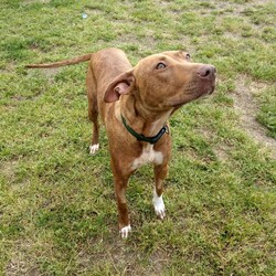 Adopt a dog:Tiana/Staffordshire Bull Terrier / Australian Kelpie/Female/2 Years 1 Month,Hi my name is Tiana and it is so nice to meet you and introduce myself!! I am a sweet lady on the lookout for my very own family to explore the world with. I am the type of girl that would be up to adventures with my new family, things like hiking, beaches or camping are right up my ally and I would love to experience them with you. I will need slightly older kids in the home as loud noises and sudden movements can cause me to startle but in a known place with people I trust I settle well. I would love to have indoor and outdoor access in the home, so that I can have the best of both worlds and come and find my humans for a snug any time I feel the need. I have meet some dogs here at the shelter and haven't minded their company, if you have another doggy at home make sure to bring them to so we can make sure that we are the perfect fit. Requirements: If you think I could be the girl for you, head into the shelter today and ask to meet me!! Love and kisses, Tiana