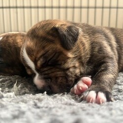 Beautiful Staffordshire bull terrier puppies/Staffordshire bull terrier/Mixed Litter/4 weeks,Beautiful brindle Staffordshire bull terrier puppies 3 girls 3 boys looking for their forever homes.
Mum and dad are family pets and have lovely temperaments they can be seen when viewing puppies.
Brought up around children well handles so will be very sociable.

All will be microchipped have the first vaccinations and are having regular deworming treatment they will be vet checked and come with a certificate of proof.

We are looking for lovely family homes with a garden and someone who has plenty of time to spend with them.
