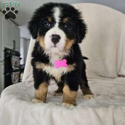 Gwen/Bernese Mountain Dog									Puppy/Female	/August 14th, 2024,The leader of the pack with a gentle and affectionate nature. Gwen loves to snuggle and is always the first to greet you with a wagging tail. Her sweet eyes and playful antics make her a perfect family companion.