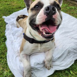 Adopt a dog:Milkshake/French Bulldog / Staffordshire Bull Terrier/Male/1 Year 9 Months,Hi there! I’m Milkshake, a playful and snuggly Bulbasaur x Squirtle hybrid monster… I mean, French Bulldog x Staffy mix. I am a full of life, energetic, affectionate little monster and special Pokémon trainer can handle me just right! I’d really like to be the only dog in my new home—sharing the spotlight with other pooches isn’t quite my style. I’m looking for someone experienced who gets that I need a bit of extra guidance when it comes to meeting other dogs and can help me feel comfortable. I am still learning how to tone down my energy level sometimes so little kids will get easily knocked over. Would prefer a home without these little creatures so I don't hurt them. I’m a bit of a homebody, loves to get whole lotta snuggles with you on the couch but also love to do some zoomies in my own backyard or potter around while you chill in the garden. No, no partying at the Dog Off-lead park! If you’re an experienced dog lover who can offer me the stability, loving environment I need, I’d be thrilled to meet you. Let’s create some wonderful memories together—after all, life’s better with a Milkshake by your side! If you think you could be my special Pokémon trainer, please enquire through this link   to talk to my current Trainers to arrange a Meet & Greet. Just say 