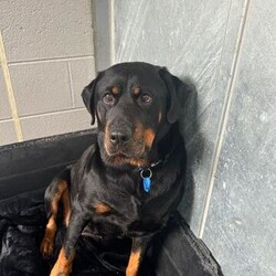 Adopt a dog:Magenta/Rottweiler/Female/5 Years 6 Months,Hi there! I’m Magenta, a 5 year old Rottweiler with a heart full of love just waiting for the right person to share it with. I’m looking for an experienced owner who understands that I’m a bit of a nervous Nellie. When I first arrived at the shelter, I was quite nervous, and even though I’ve made progress, I still get a bit anxious sometimes. But don’t worry, I’m not as timid as I used to be! I’m super food motivated, which is great news because it means I’m a quick learner when treats are involved. My ideal home is one where things are calm and quiet. I’m not a fan of loud noises or a lot of commotion. I need a peaceful environment to feel safe and relaxed. When you meet me, it’s important that everyone in the household gets to know me. I’m a little wary of new people at first, especially if they’re unfamiliar, so it’s best if all the members of the family come to meet me before we head home together. This includes any kids in the house. I’d do best with children who are at least 12 years old and can understand that I need my space and gentle interactions. While I don’t show a lot of interest in other dogs, I am comfortable around them. I might be able to live with another calm dog if they’re okay with just co-existing and not trying to be my best friend right away. I might be nervous, but once I get to know you, you’ll see just how sweet and loving I can be. I need someone who’s willing to take things slowly and create a safe haven for me, maybe a cozy crate or a quiet corner where I can retreat when I need to. With patience, understanding, and lots of TLC, I promise I’ll show you just how amazing life can be with me by your side. If you think you can offer me the kind of home I’m looking for, I’d love to meet you and see if we’re a match. Please fill out an expression of interest form  . Thanks for considering giving a shy girl like me a chance! Lots of love, Magenta xx -Experienced owner -Must meet all family -Quiet/calm household -No children under 12 -Must meet all dogs -Indoor/outdoor access -Free vet consult