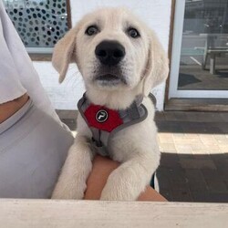 Adopt a dog:Groot/Maremma Sheepdog/Male/4 Months,Hi, I'm Groot and I am a special little boy who is now on the search for my new forever home! Is that going to be with you? As I am a Maremma I will need a family that understands my breed and what I was made to do. As a guardian breed, I will need a lot of socialization and ongoing training to make sure that I become a nice well rounded little man. You will need to understand the management I will need in a home due to my breed behaviors. As a young pup I will need solid and secure fencing as well as indoor and outdoor access. I will not be suited to apartment living and will need a large yard to roam in. It would also be best for me if there was someone home all the time while I am settling in. This will help me build my bonds with my new family and make me feel safe in the home! This will help me feel calm and relaxed throughout my day. I have shown some social behaviors with other dogs but can still show some fear with big boisterous dogs so we will have to make sure if you have a canine, we are the right match. I will need to meet all family members on the day of my adoption especially any little kids to make sure we are the right fit. Requirements: If you think that your home is perfect for little Groot, please place an application in at  Love and Wiggles from Groot! Xxoo