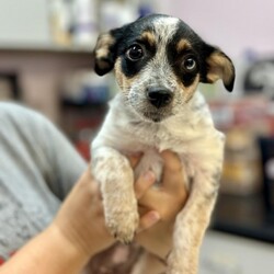 Adopt a dog:Mia/Jack Russell Terrier/Female/Baby,Meet Mia, the cutest little tomboy you'll ever meet! With her striking tricolor fur and a personality as bright as her looks, she's the ultimate fun-loving spirit. At just 3 months old, Mia is already showing off her smarts, playful energy, and adventurous heart. Don't be fooled by her age-she's convinced she's all grown up and ready to take on the world! Whether it's chasing toys, splashing in water, or exploring new places, Mia's zest for life is infectious, making her the perfect partner for any adventure.

Mia absolutely adores playing with other dogs and can often be found rolling around in the grass, having the time of her life. She's always up for a good romp and would love a home where she can let her playful energy shine. With her love of water and boundless curiosity, Mia is ready to bring joy and excitement to her forever family. If you're looking for a smart, fun-loving pup who's full of personality, Mia is eager to be your loyal companion on all of life's adventures!