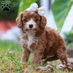 Mindy/Cavapoo									Puppy/Female	/5 Weeks,Meet Mindy, an adorable Cavapoo who is sure to capture your heart with her sweet nature and playful spirit! With her soft, wavy coat and soulful eyes, this little lady is the perfect blend of her poodle dad, Chester, who brings gentle affection, and her Cavalier mom, Tinko, who adds intelligence and energy to the mix. Tinko weighs 12 lbs. 