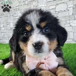 GIGI/Bernese Mountain Dog									Puppy/Female	/6 Weeks,LOOK AT ME.A happy healthy fluffy friendly playfully  little puppy. Born in the rolling hills of  holmes  country where we  play outside everyday. Come meet me or I can be transported to your front door for a small additional fee.text or call for more info. 