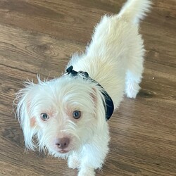 Adopt a dog:Ruthie/Maltese/Female/Baby,Ruthie is a 10 month old 7 pound Maltese mix

She is a super sweet little girl who loves car rides, good with other dogs & potty trained. 

She wasn’t feeling the best when we pulled her from the shelter, but is getting better every day! 

She is fully vetted microchip, and on the schedule to be spayed, but can be adopted out with a spay addendum. 

Must be within an hour of AMI, Sarasota Manatee, county and out of state adoptions. 


Fill out your application today! 
www.amipuprescue.com 