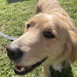 Adopt a dog:Butterscotch/Golden Retriever/Female/4 Years 4 Months,Hi, I’m Butterscotch! I’m a gentle and loving adult Golden Retriever with a golden coat that matches my warm heart. Though I’m all grown up, I’ve had minimal life experience so far, which means I’m still learning some of the basics. I’m looking for a special home where I can get the ongoing training I need to become the best companion I can be. An experienced owner who understands the nuances of dog training will really help me flourish. I thrive in a home where someone is around more often than not, as I need consistent companionship and guidance. I also enjoy having both indoor and outdoor access. I love spending time outside, but I also need a comfortable and safe indoor space where I can feel secure and relaxed. It’s important for me to be in a calm environment, so I’d do best in a home without children. I can be a bit sensitive, and a quieter setting will help me feel more at ease. In my foster home I have shown to be possessive of my food which is another reason why I would do best with an adult only household. This is important to note because although I may be able to live with another dog, we would have to be fed separately and my adopters will need to be cautious about not leaving food out that we could possibly fight over. If you think you can offer me the loving, patient, and supportive home I’m looking for, I’d love to meet you! I’m excited about finding my forever home and starting a new chapter full of love and happiness with you!  ﻿I'm currently in foster with a wonderful carer, but if you are interested in giving this loving pet a home, visit the RSPCA NSW website and complete an expression of interest form or click  Household restrictions: