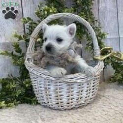 Javon/West Highland Terrier									Puppy/Male	/August 19th, 2024,Meet Javon a spunky little Westie,  He will be vet checked, shots up to date and also microchipped.  he will have his own folder with all his records,  and a quart baggy of food.  Erla Martin License # 18226