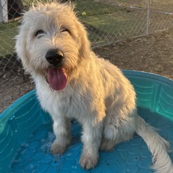 Adopt a dog:Carleigh/Poodle/Female/Young,This beautiful girl is nearly 6 months old and currently weighs about 45 pounds- and we think she will be around 60-70lbs when she is an adult.

Her mom is a Standard Poodle  and her dad a Great Pyrenees. She and her sister  were originally purchased to guard the chickens, but they were more interested in chasing them than guarding them, so the owner decided to hand them over to Rescue.

They are almost identical twins, Carleigh and Harleigh.  They have the same sweet temperament though we would say that Carleigh is a bit more outgoing.  They both have very calm, affectionate demeanors and behaved perfectly while they were bathed.

They had a HUGE time running and playing in the mud puddles the day after their bath, and did really well with the new dogs they met!

These girls are gems! We have not  tested them with cats. They are fine with kids and other dogs and are working on leash training and basic commands
Photos don't do justice to their soft beautiful curly bright white coats!!  Stunning and sweet as they can be!!

We would love to find her a family who this pretty girl could hang out with and go on adventures with. Carleigh's perfect home would have other dog(s) who she could play with and a fenced yard. She would be a great dog for someone who works from home - she would love chilling with you in your office and just being by your side.

She has been dewormed, will be microchipped and is up to date on her vaccinations. She must be spayed when she is between 6-12 months - you can have that done at one of our Houston vets at no additional cost or if done by your vet, we will give you a rebate of $100.

She's being fostered in Fulshear TX but we can have her brought to NY on rescue transport which brings dogs up once a month.

Her adoption fee is $495 plus $30 for a health certificate and $220 for transport.

Once your application is approved, we can arrange a FaceTime session for you to meet her.

Please complete the application on this link:
https://forms.gle/iCDkiVT5FwJYhezn8

Or email ular.sandra@gmail.com for a link to the application.