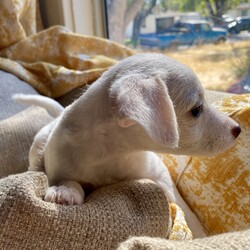 Adopt a dog:Buggy/Toy Fox Terrier/Female/Baby,This is one of Harlo's puppies.  Her name is Buggy, because nothing bugs her.  The little heart on her nose describes her perfectly. One of the quieter puppies, likes to follow the crowd. A bit shy but so sweet. Loves to cuddle your neck, likes to play but is more calm than the rest of the siblings. Quiet and gentle.

Every level: calm
They  have had their first shots and de wormed Because they are just pups, our vet recommends waiting for spay/neuter because it’s the healthier choice.  California law allows them to be adopted out before alteration if it’s under vet recommendation and a deposit that is refunded after proof of alteration is required.   The adoption fee is  $100 and the deposit is an additional $100.