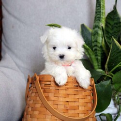 Aaron/Maltese									Puppy/Male	/9 Weeks,Meet Aaron! This adorable Maltese puppy is vet checked & up to date on shots & wormer. He is registered with the ACA, plus comes with a 30 day health guarantee provided by the breeder! Aaron is socialized & currently being family raised with children, making him a great addition to your family home! If you would like more information on this fun pup, please contact the breeder today!