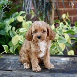 Lily/Cockapoo									Puppy/Female	/8 Weeks,Meet Lily and Lila, two adorable Cockapoo puppies who are eagerly looking for their loving forever homes! These sweet girls have been raised in a family environment, ensuring they are well-socialized, playful, and affectionate. They’ve received the best care and attention, having been vet checked and kept up to date on their shots and dewormer, so they’re in perfect health and ready to be your new companions. Their mom is a gentle Cocker Spaniel, and their dad is a handsome red Mini Poodle, giving these pups the ideal mix of intelligence, sweetness, and low-shedding coats. Lily and Lila are excited to bring joy and love into their new families!