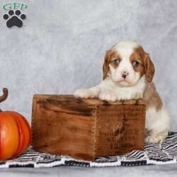 Bradley/Cavalier King Charles Spaniel									Puppy/Male	/August 25th, 2024,Hi….my name is Bradley. With my gorgeous blue eyes and loving personality I’ll steal your heart for keeps! 