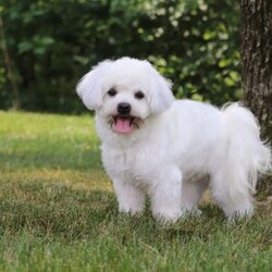 Percy/Maltipoo									Puppy/Male	/6 Weeks,Say hello to Percy! He is the missing little Fur baby in your life. This darling little gal has the cutest little face and softest, plush coat of a Maltipoo. You will fall in love with him the minute you meet him, no one can resist the cute, spunky, and sweet personality of this little one. Percy loves to play with his favorite people, always showing off his adorable little bounces and his little tail is constantly wagging. He loves to beg for toys and treats, knowing you can’t say no to all the cuteness. He has been receiving lots of loving attention and care since day one, preparing him to join his forever family with confidence. 