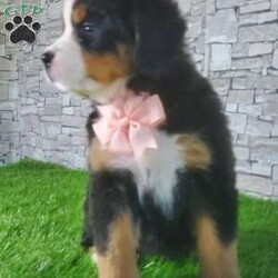 CARMA/Bernese Mountain Dog									Puppy/Female	/6 Weeks,LOOK AT ME! A happy healthy friendly fluffy playful puppy. Raised in the rolling hills of holmes County. Where we play outside everyday. Come meet me or I can be transported to your front door for a small additional fee.text or call for more info. 